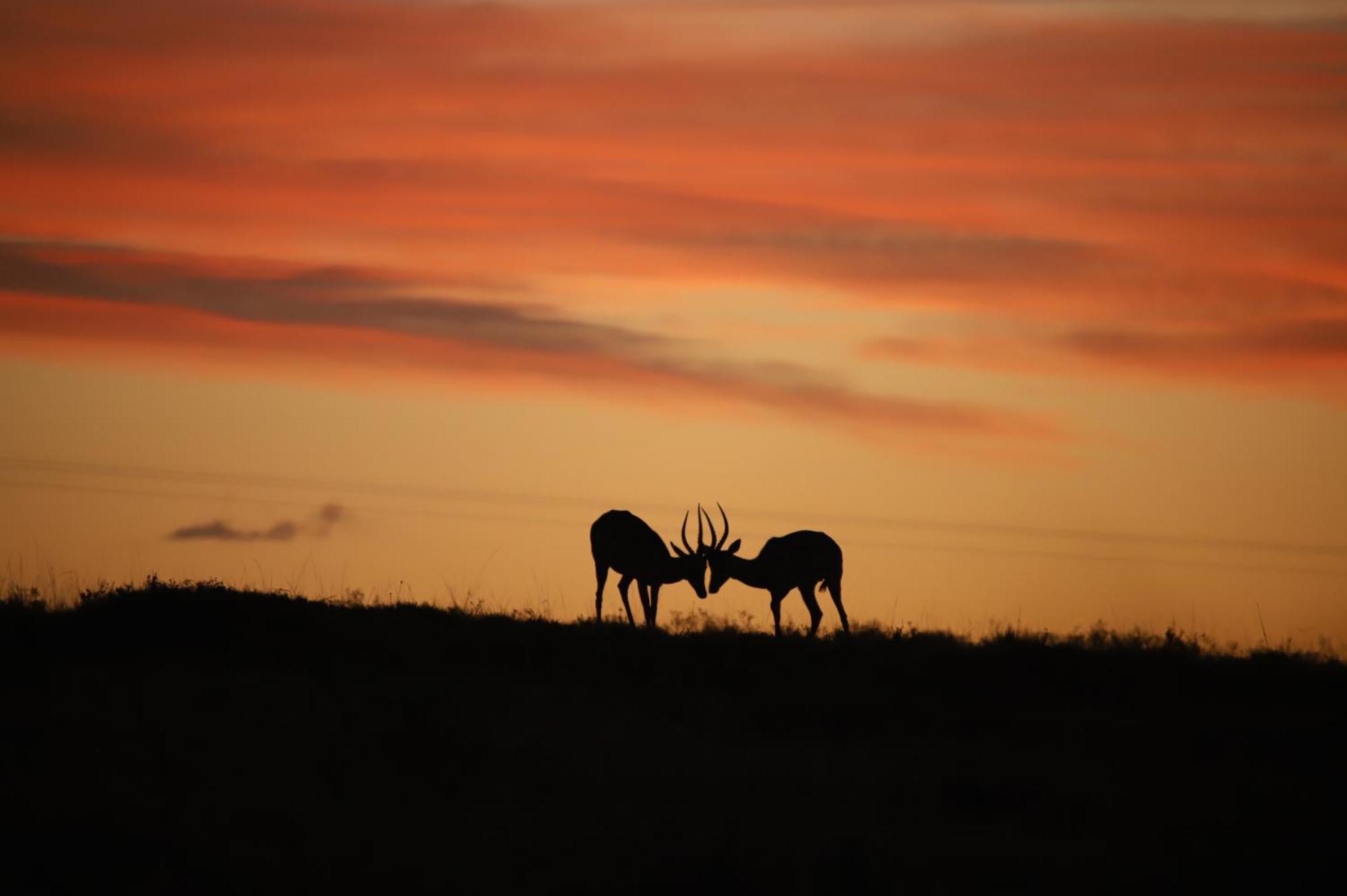 The Ranch House At African Safari Lodge غراهامستاون المظهر الخارجي الصورة