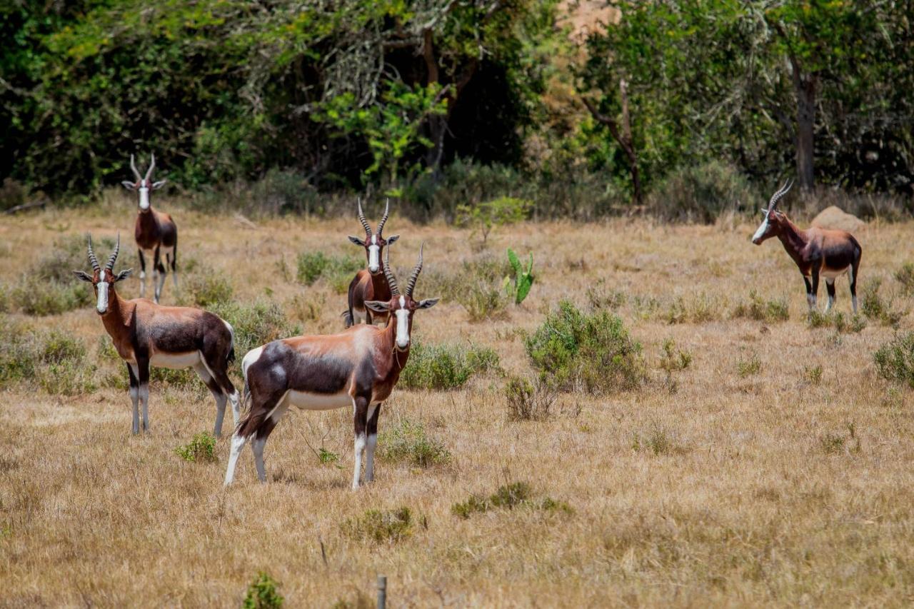 The Ranch House At African Safari Lodge غراهامستاون المظهر الخارجي الصورة